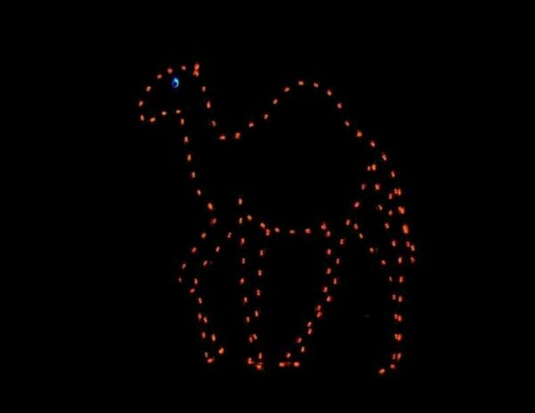 Camel Holiday Display