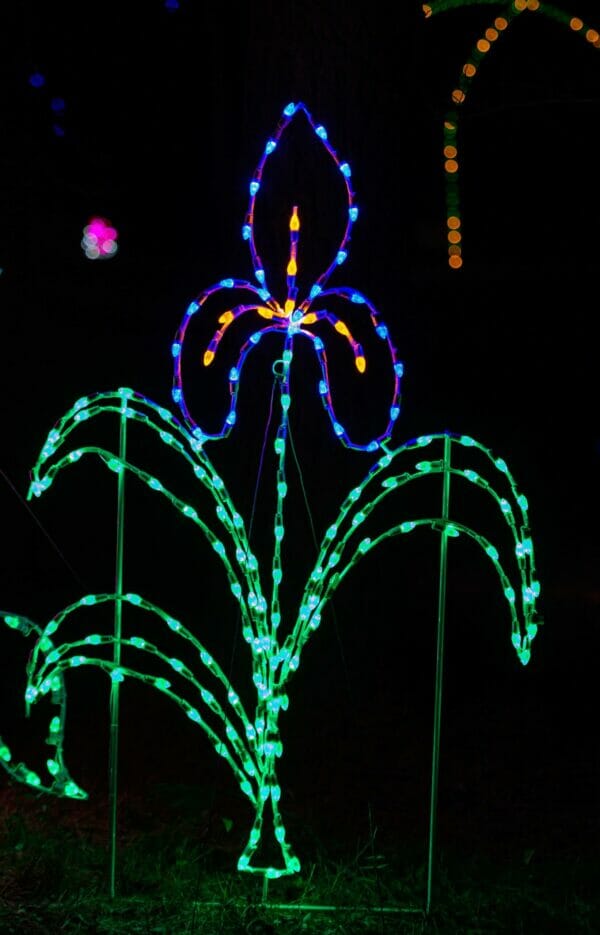 6' Iris Holiday Light Display