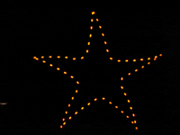 6' Starfish Holiday Light Display